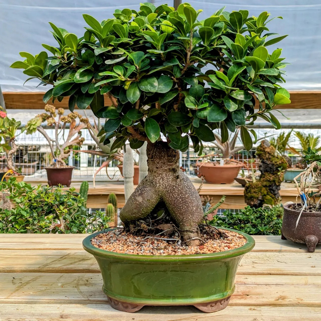 Bonsai foto 2
