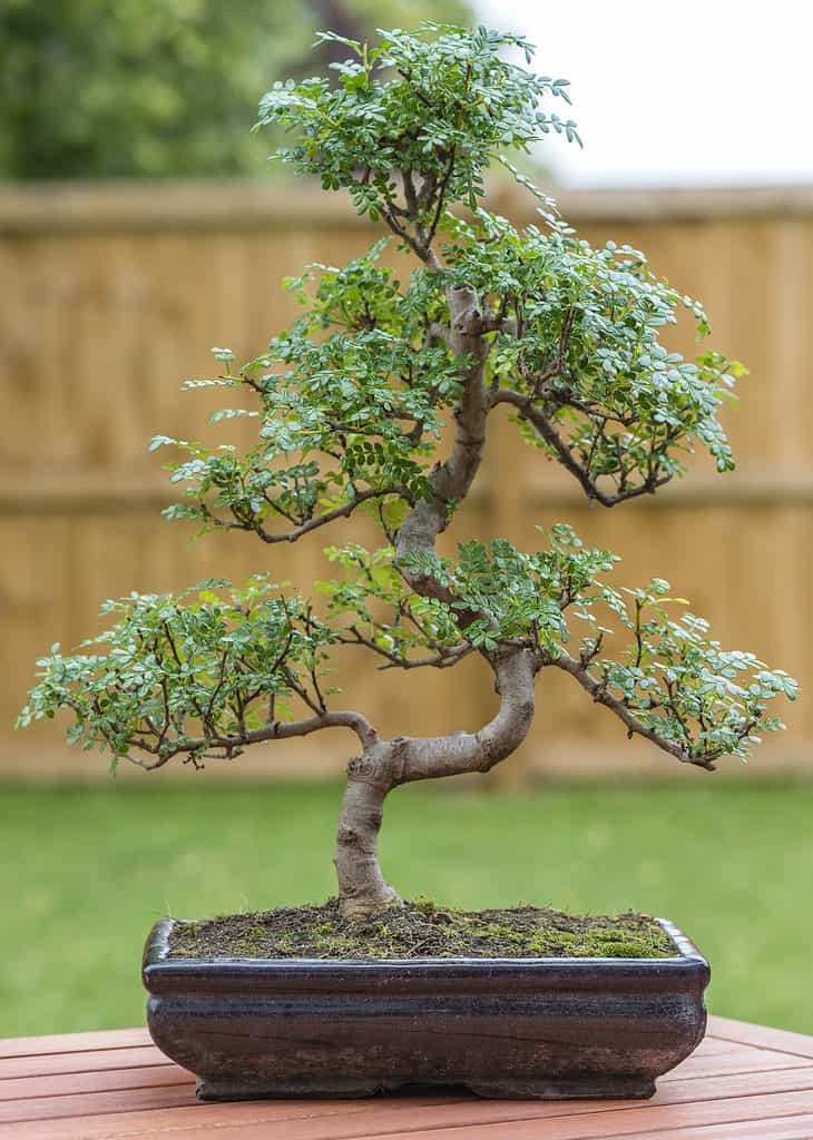 Bonsai foto 5